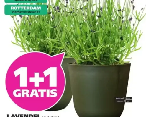 Ranzijn Folder 08.06.2025 - 14.06.2025